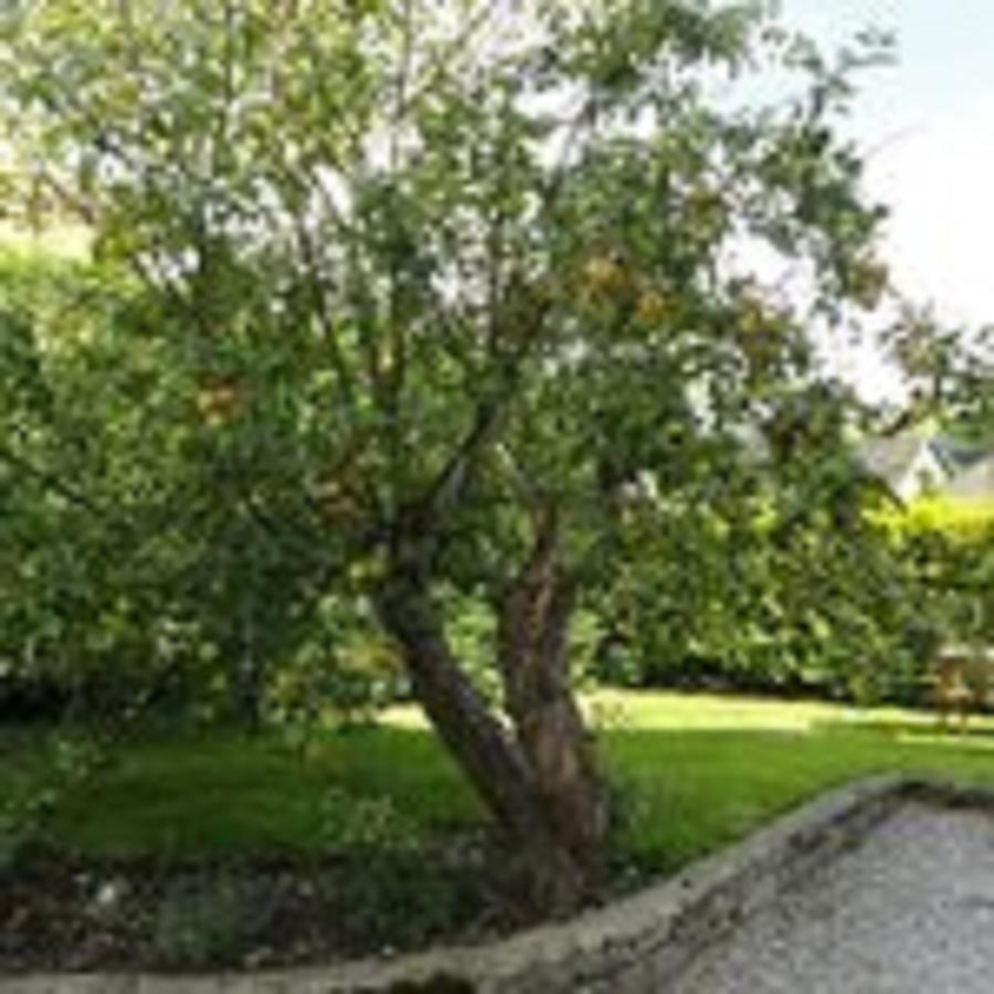 Cheshire House Guest House Hope Exteriör bild